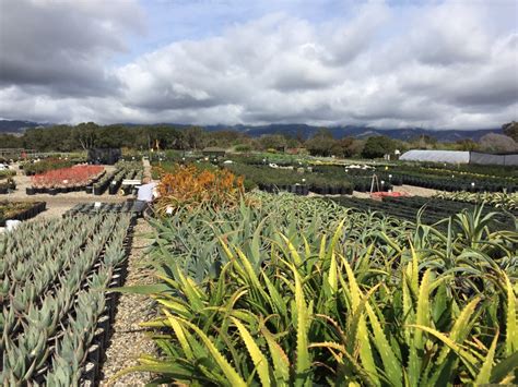 San marcos growers - San Marcos Growers is a wholesale nursery that specializes in plants for California's mediterranean climate, including many native and exotic species. See photos …
